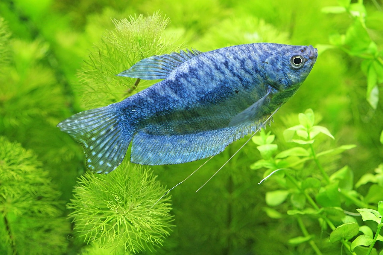 Gourami - Live Tropical Fish